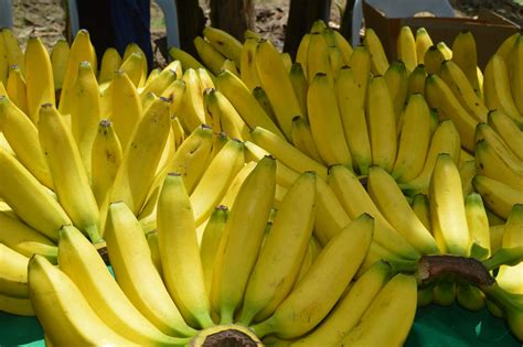 list of banana plantation in davao city|Banana – Industry Strategic Science and Technology .